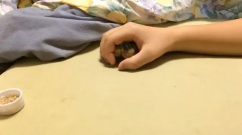 うずら ヒナ 可愛い ヒメウズラ 手の中