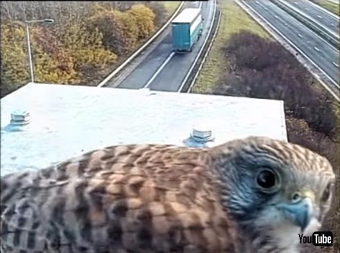 監視カメラに写った3羽