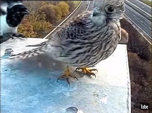 監視カメラに写った3羽