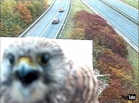 監視カメラに写った3羽