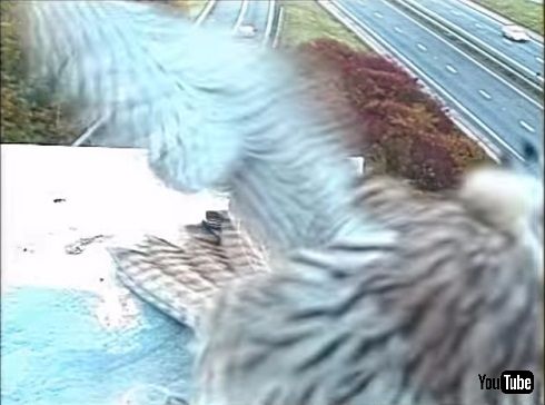 監視カメラに写った3羽