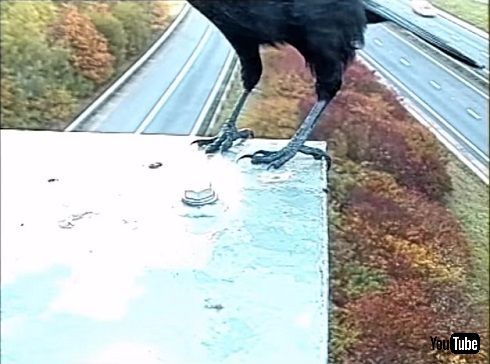 監視カメラに写った3羽