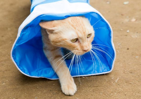 ねこあつめ 実写 映画 猫 ちゃはちさん