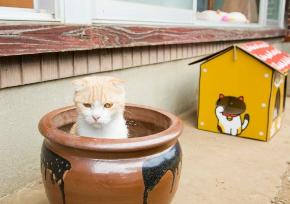 ねこあつめ 実写 映画 猫 ちゃはちさん