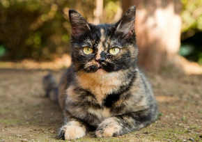 ねこあつめ 実写 映画 猫 ちゃはちさん