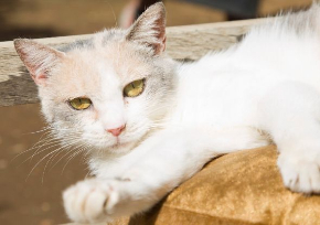 ねこあつめ 実写 映画 猫 ちゃはちさん