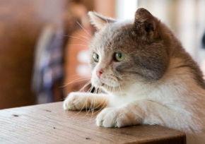 ねこあつめ 実写 映画 猫 ちゃはちさん