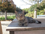 ねこあつめ 実写 映画 猫 ちゃはちさん