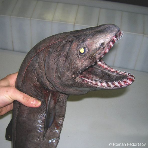 ロシア 奇妙 深海生物 バレンタインデー ニコニコ生放送