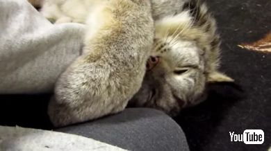 カナダオオヤマネコ