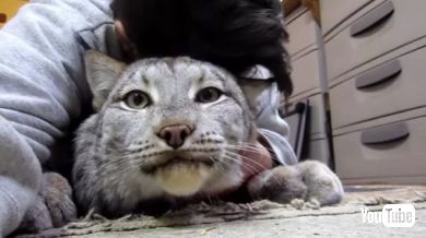 カナダオオヤマネコ