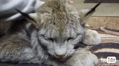 カナダオオヤマネコ