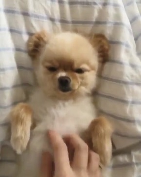 おねだりポメ