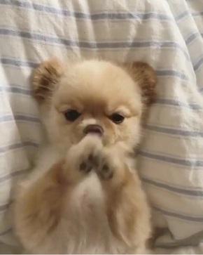 おねだりポメ