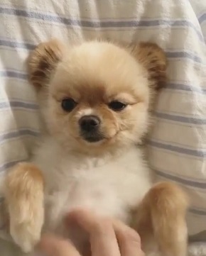 おねだりポメ