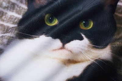 ギズモさんまくらカバー