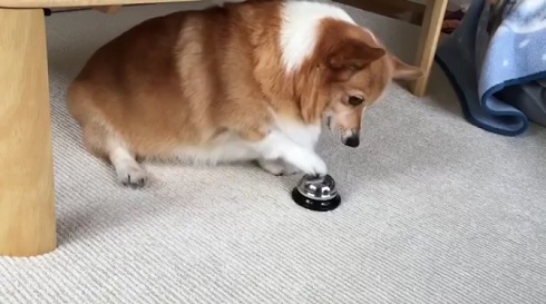 おねだりコーギー