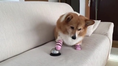 おねだりコーギー