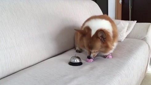 おねだりコーギー