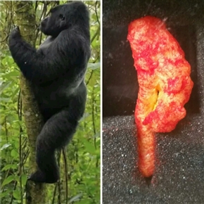 奇跡的にゴリラの形をしたスナック菓子　ネットオークションで約1000万円で落札される