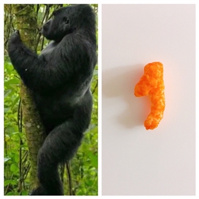 奇跡的にゴリラの形をしたスナック菓子　ネットオークションで約1000万円で落札される