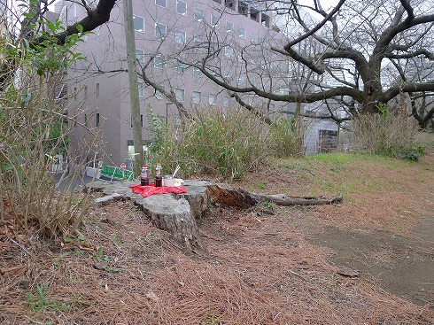 土手の切り株でピクニック