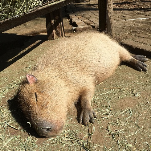 カピバラ