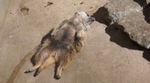 ミーアキャット 熟睡 昼寝 仰向け おっさん 市川市動植物園