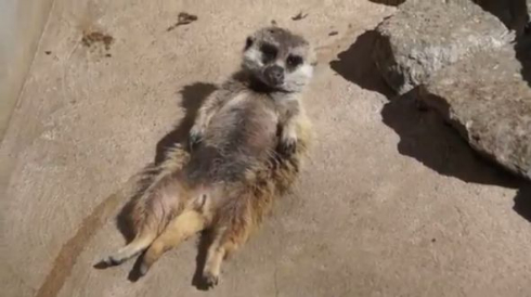 ミーアキャット 熟睡 昼寝 仰向け おっさん 市川市動植物園