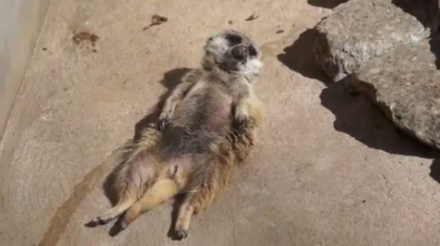 ミーアキャット 熟睡 昼寝 仰向け おっさん 市川市動植物園