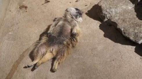 ミーアキャット 熟睡 昼寝 仰向け おっさん 市川市動植物園