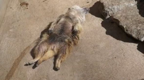 ミーアキャット 熟睡 昼寝 仰向け おっさん 市川市動植物園
