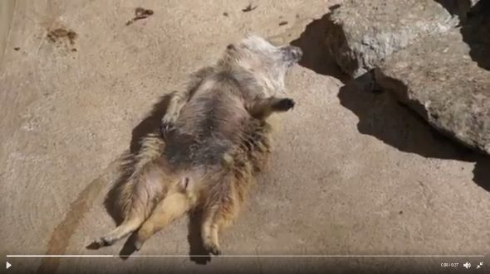 ミーアキャット 熟睡 昼寝 仰向け おっさん 市川市動植物園