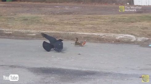 ピザ争奪戦