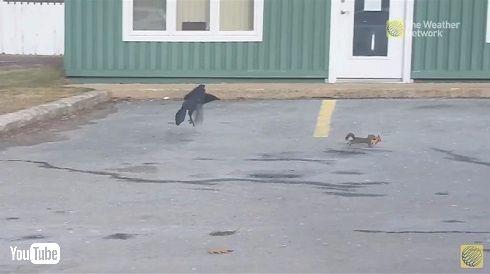 ピザ争奪戦
