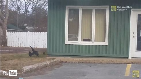 ピザ争奪戦