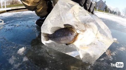 魚 丸呑み 氷漬け
