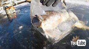 魚 丸呑み 氷漬け