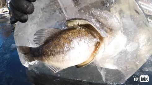 魚 丸呑み 氷漬け