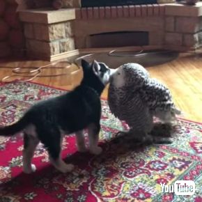 フクロウ大好き