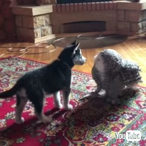 フクロウ大好き