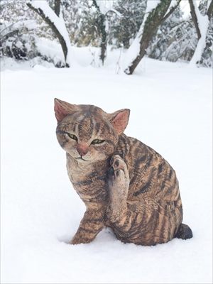 福ねこat百段階段展