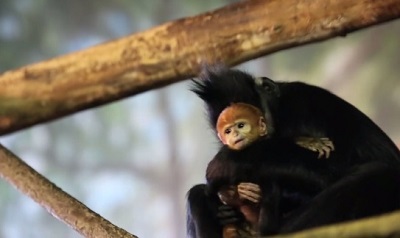 フランソワルトンの赤ちゃん