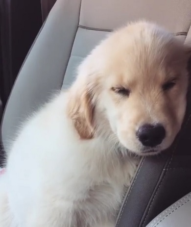 ゴールデンの子犬