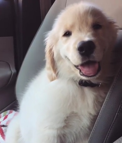 ゴールデンの子犬