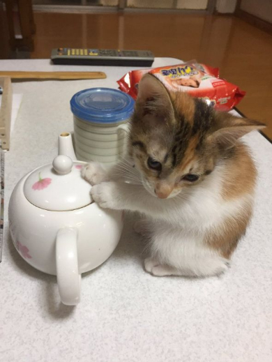 猫 急須 ヒーター 移動