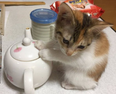 猫 急須 ヒーター 移動