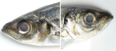 死んだ魚の目 メガネ アジ げんれい工房