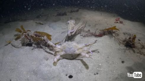 タコ カニ アザラシ 戦い 捕食