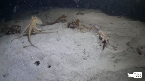 タコ カニ アザラシ 戦い 捕食